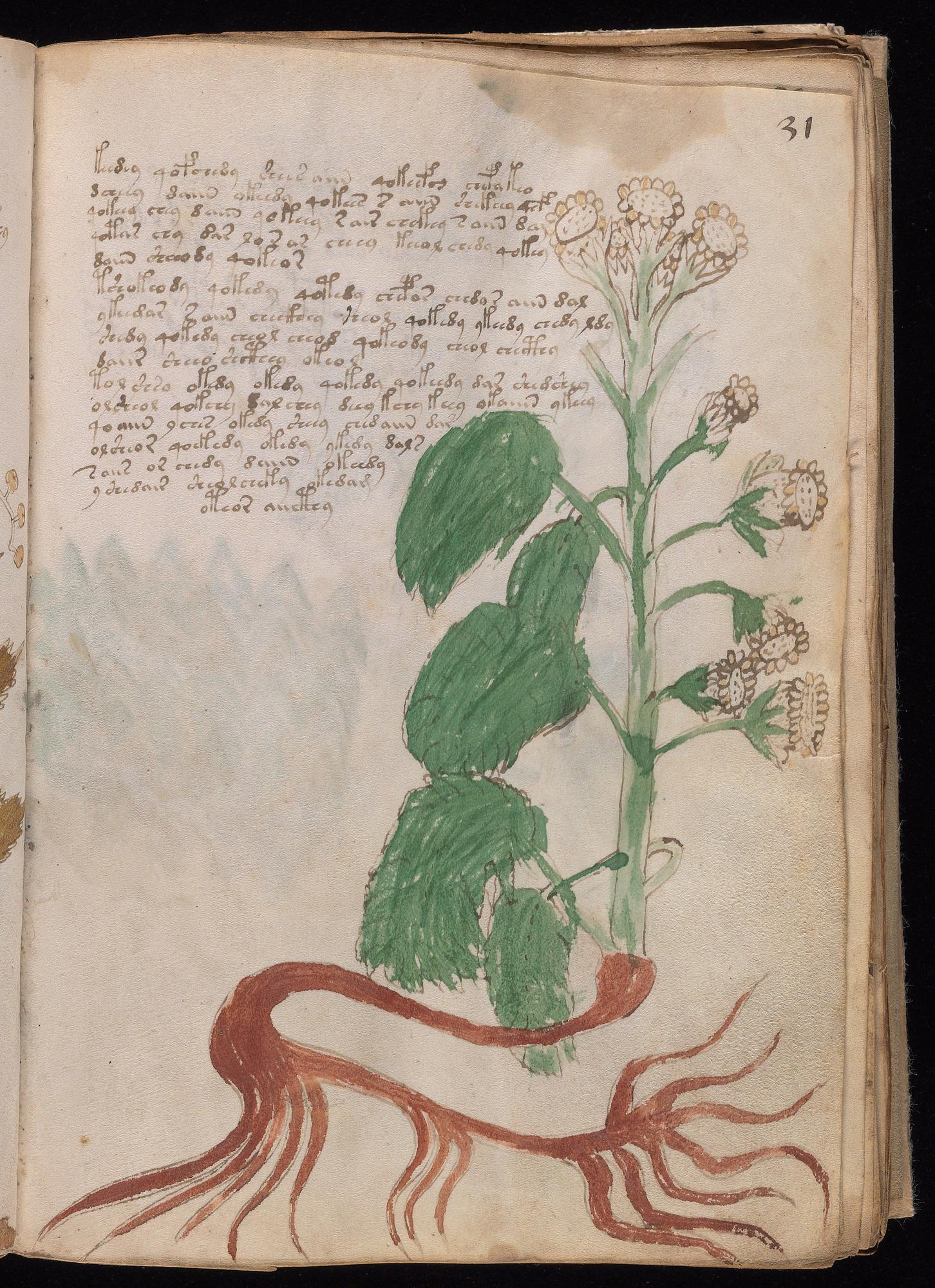 Voynich Manuscript folio f31r — Beinecke MS 408